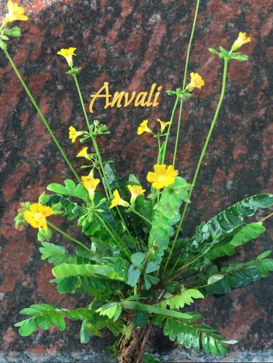 WhatsApp Image 2020-08-01 at 6.23.37 PM